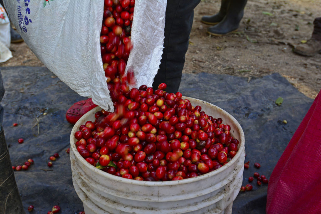 PRE-ORDER - Nicaragua Geisha La Bastilla Estate