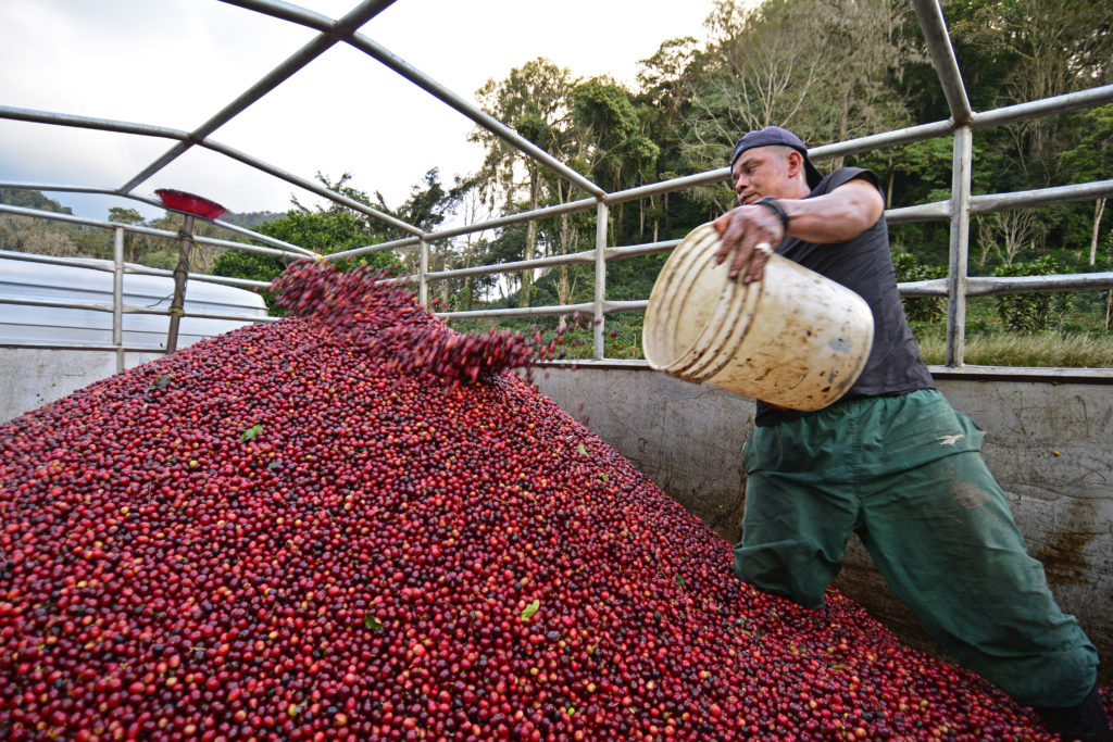 PRE-ORDER - Nicaragua Geisha La Bastilla Estate