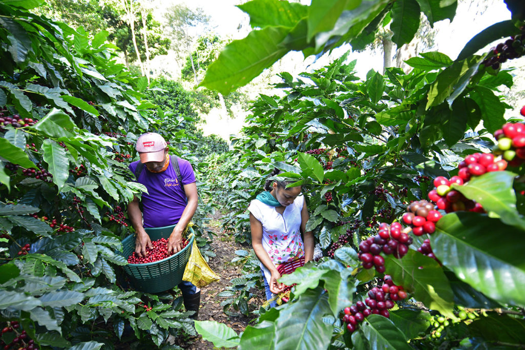 PRE-ORDER - Nicaragua Geisha La Bastilla Estate