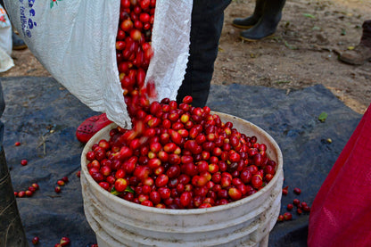 PRE-ORDER - Nicaragua Geisha La Bastilla Estate