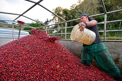 PRE-ORDER - Nicaragua Geisha La Bastilla Estate