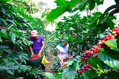 PRE-ORDER - Nicaragua Geisha La Bastilla Estate
