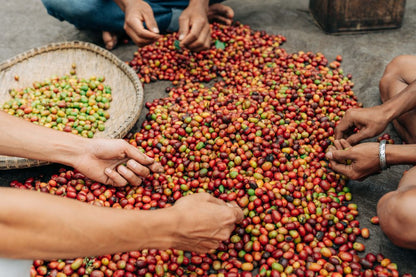 Sumatra Kampung Kenawat