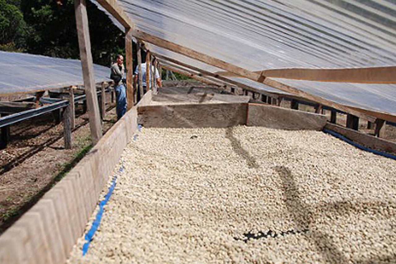 Panama Finca La Santa